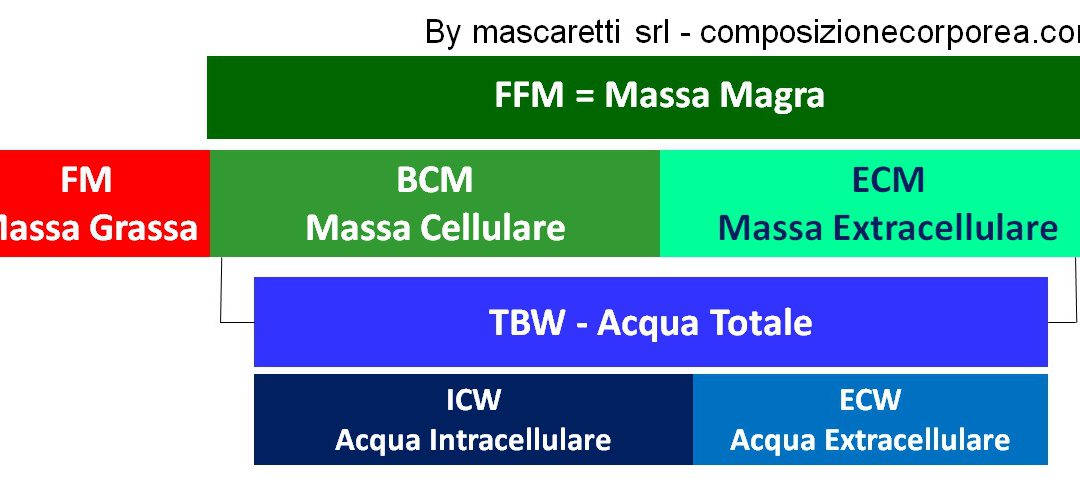 Massa extracellulare ECM: ruolo e modificazioni